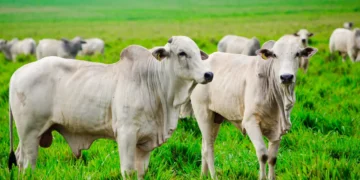 Furto de Gado em SC: Crimes Rurais Caem 9%, Mas Roubo de Animais Continua Sendo o Principal Alerta para Produtores