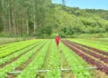 SC Rural 2: Governo de SC libera R$ 750 milhões para impulsionar renda no campo e pesca com crédito externo do Banco Mundial