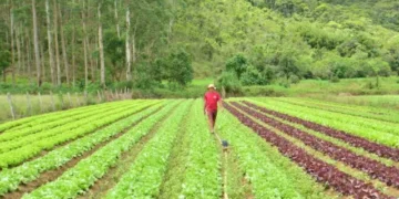 SC Rural 2: Governo de SC libera R$ 750 milhões para impulsionar renda no campo e pesca com crédito externo do Banco Mundial