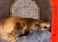 Cão Maninho em SC: Polícia Investiga Morte Suspeita de Animal Comunitário em Balneário Camboriú; Maus-Tratos é Apurado