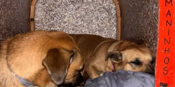 Cão Maninho em SC: Polícia Investiga Morte Suspeita de Animal Comunitário em Balneário Camboriú; Maus-Tratos é Apurado
