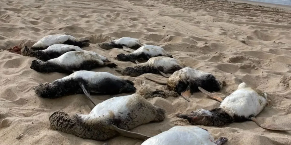 Pinguins-de-Magalhães em Alerta: Quase 800 Aves Morrem em SC Durante Temporada Migratória Antes do Inverno
