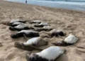 Pinguins-de-Magalhães em Alerta: Quase 800 Aves Morrem em SC Durante Temporada Migratória Antes do Inverno