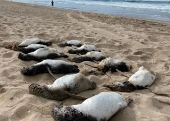 Pinguins-de-Magalhães em Alerta: Quase 800 Aves Morrem em SC Durante Temporada Migratória Antes do Inverno