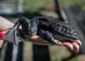 Rã que “muge como boi” aciona alerta máximo ambiental em Florianópolis: entenda o perigo da Aquarana catesbeiana