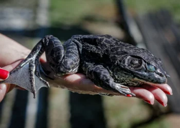 Rã que “muge como boi” aciona alerta máximo ambiental em Florianópolis: entenda o perigo da Aquarana catesbeiana