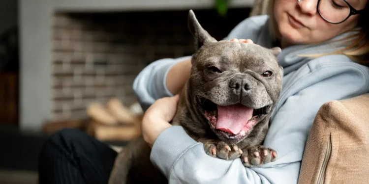 Santa Catarina: Projeto de Lei propõe rede de voluntários para cuidar de pets de pacientes internados e sem amparo