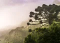 Gigantes da Mata Atlântica: Onde estão as últimas araucárias monumentais e por que elas estão caindo?