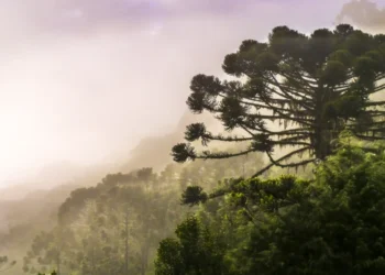 Gigantes da Mata Atlântica: Onde estão as últimas araucárias monumentais e por que elas estão caindo?