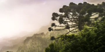 Gigantes da Mata Atlântica: Onde estão as últimas araucárias monumentais e por que elas estão caindo?
