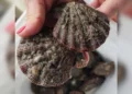 Vieira de Santa Catarina: Por Que o Molusco Mais Caro e Delicioso Está Desaparecendo?