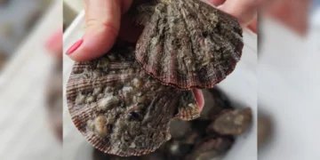 Vieira de Santa Catarina: Por Que o Molusco Mais Caro e Delicioso Está Desaparecendo?