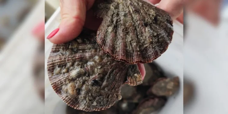 Vieira de Santa Catarina: Por Que o Molusco Mais Caro e Delicioso Está Desaparecendo?