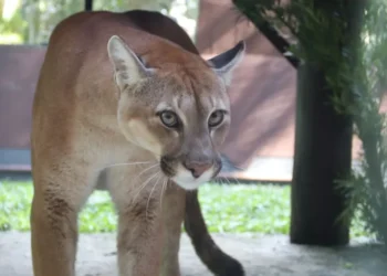 Pumas órfãos com destino especial: Três felinos resgatados no Paraná ganham novo lar em Santa Catarina