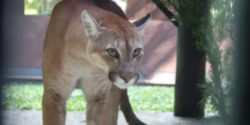 Pumas órfãos com destino especial: Três felinos resgatados no Paraná ganham novo lar em Santa Catarina
