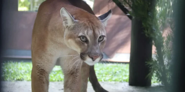 Pumas órfãos com destino especial: Três felinos resgatados no Paraná ganham novo lar em Santa Catarina