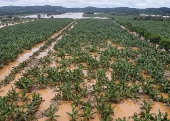 Cheia Histórica no Vale do Ribeira: Bananais Milionários Submersos e Prejuízo Gigante para Produtores Paulistas