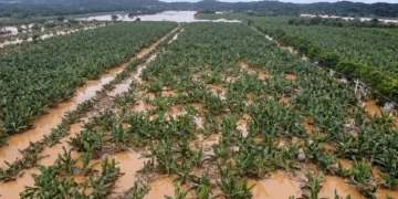 Cheia Histórica no Vale do Ribeira: Bananais Milionários Submersos e Prejuízo Gigante para Produtores Paulistas