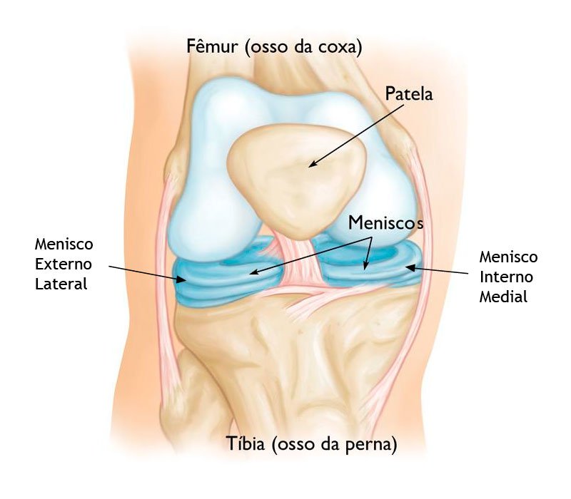 Anatomia do joelho com menisco medial e lateral