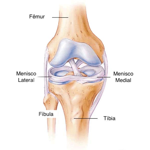 Anatomia dos meniscos medial e lateral