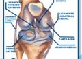 Anatomia do joelho com ligamento cruzado anterior