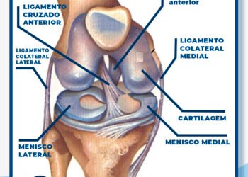 Anatomia do joelho com ligamento cruzado anterior