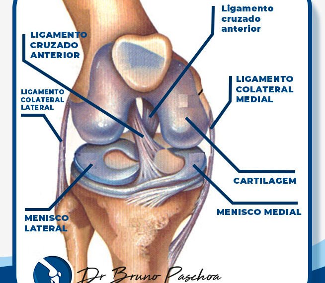Anatomia do joelho com ligamento cruzado anterior