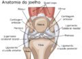 Anatomia geral da articulação do joelho
