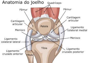 Anatomia geral da articulação do joelho