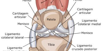Anatomia geral da articulação do joelho