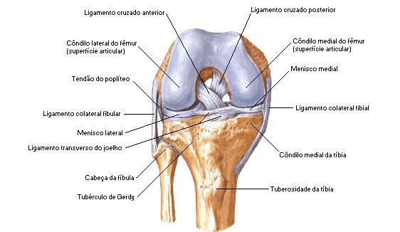 Ligamentos, tendões e meniscos do joelho