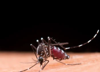 Balneário Camboriú Zera Óbitos de Dengue com Mosquitos Aliados: A Revolução Wolbachia Contra Doenças Transmitidas por Vetores