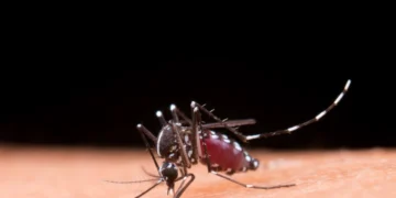 Balneário Camboriú Zera Óbitos de Dengue com Mosquitos Aliados: A Revolução Wolbachia Contra Doenças Transmitidas por Vetores