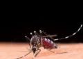Balneário Camboriú: Dengue em Queda Livre com Método Wolbachia e Vacinação Avançada