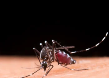 Balneário Camboriú: Dengue em Queda Livre com Método Wolbachia e Vacinação Avançada